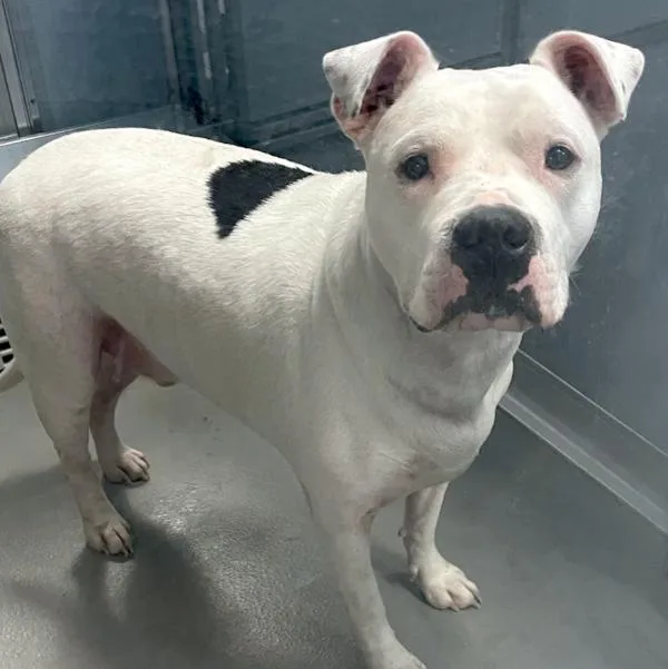 An adult large-sized male American Bulldog dog named Alfredo for adoption in Des Moines, IA