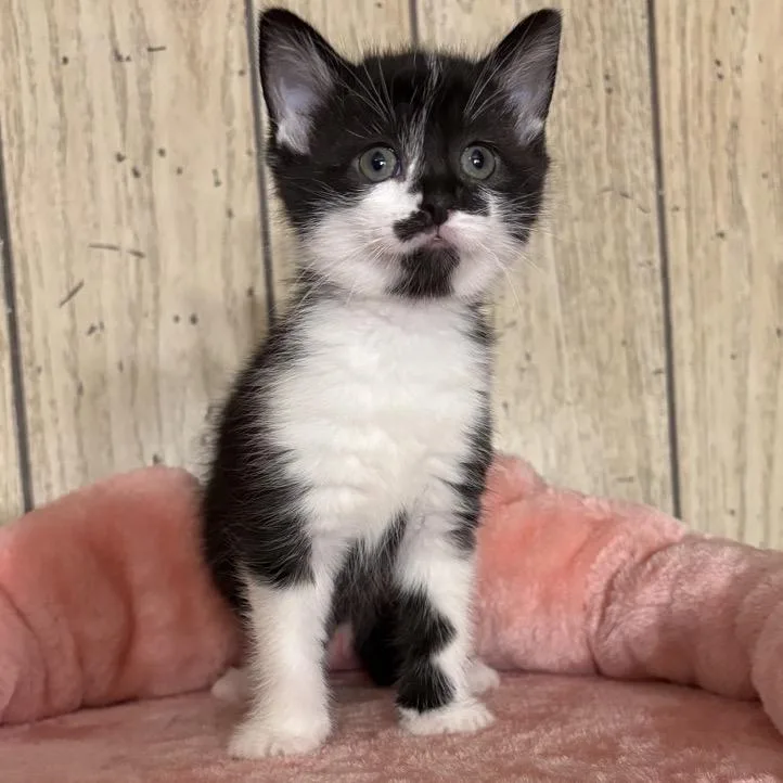 A baby small-sized female Black Domestic Short Hair cat named Daisy for adoption in North Canton, OH