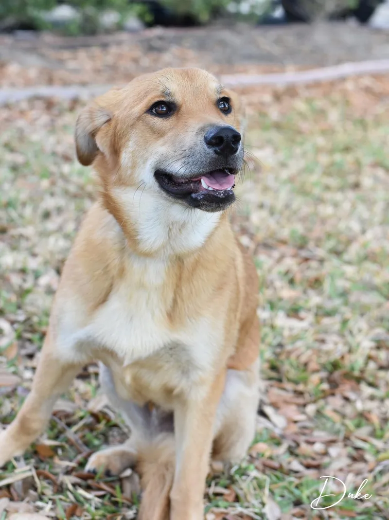 Duke