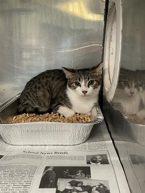 A baby small-sized male Domestic Short Hair cat named Bubba for adoption in Columbia, SC