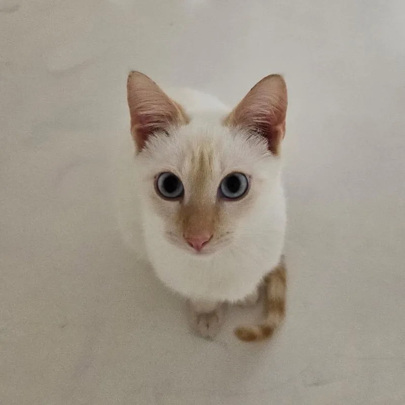 A young small-sized male Flame Point Siamese cat named Asta for adoption in Missouri City, TX