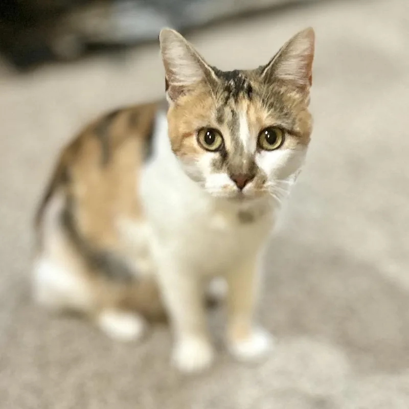 A young small-sized female Calico Domestic Short Hair cat named Lulu for adoption in Philadelphia, PA