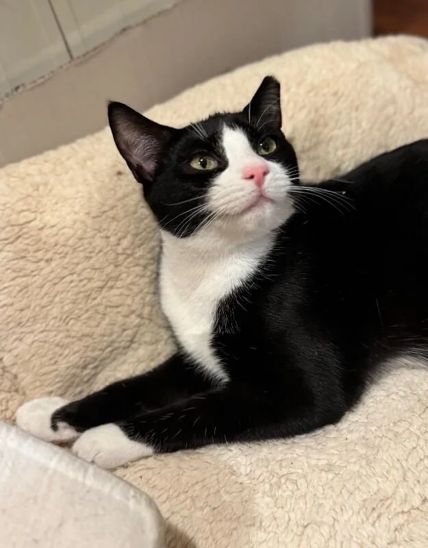 An adult medium-sized female Black & White / Tuxedo Domestic Short Hair cat named Betty Boop for adoption in North Babylon, NY