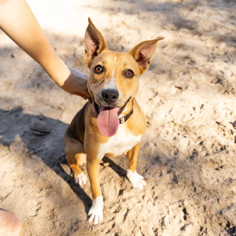 A young medium-sized female Yellow / Tan / Blond / Fawn Mixed Breed dog named Winifred for adoption in Gainesville, FL