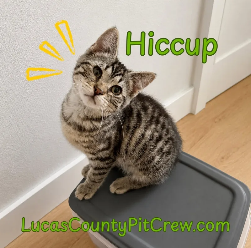 Hiccup