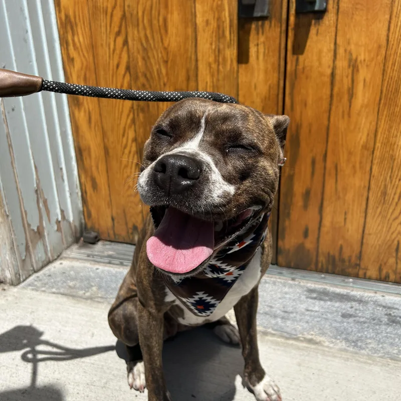 A young medium-sized female Brindle Pit Bull Terrier dog named Myla for adoption in Buffalo, NY