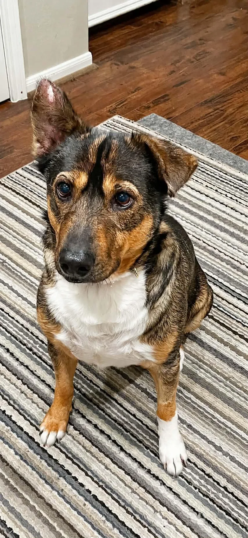 An adult medium-sized male Tricolor (Brown, Black, & White) German Shepherd Dog dog named Tanner for adoption in Houston, TX