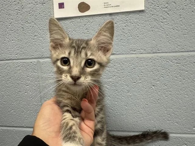 A baby medium-sized female Domestic Short Hair cat named Devin for adoption in Grand Prairie, TX