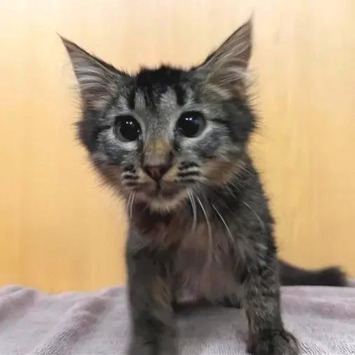 A baby small-sized male Domestic Medium Hair cat named Fluffy for adoption in Saint Louis, MO