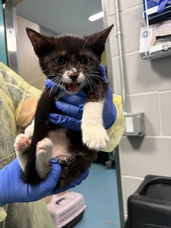 A baby small-sized female Domestic Short Hair cat named Lemon Balm for adoption in Ridgewood, NY