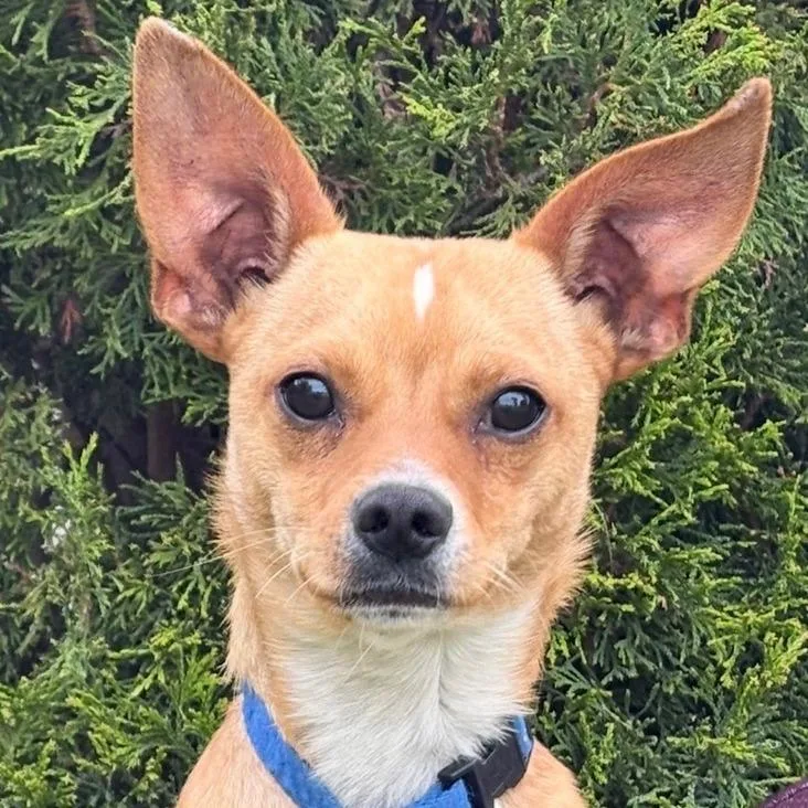 An adult small-sized male Yellow / Tan / Blond / Fawn Chihuahua dog named Pico for adoption in Tacoma, WA