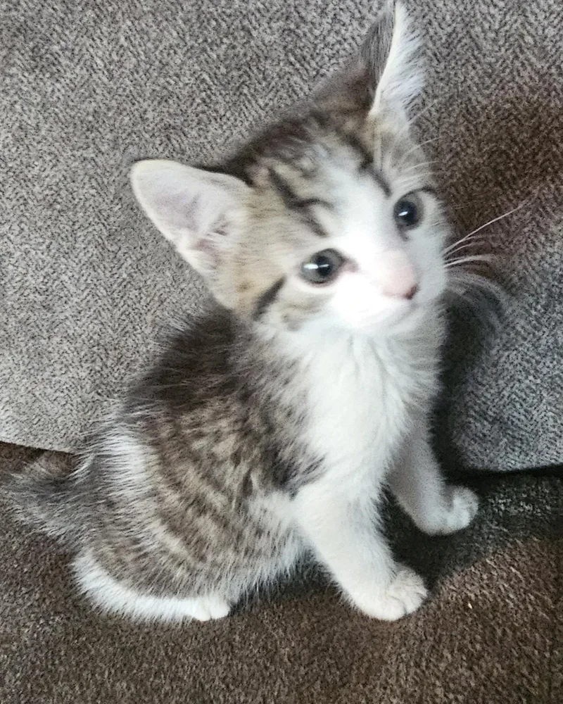 A baby medium-sized male Black Domestic Medium Hair cat named Blarney for adoption in Racine, WI