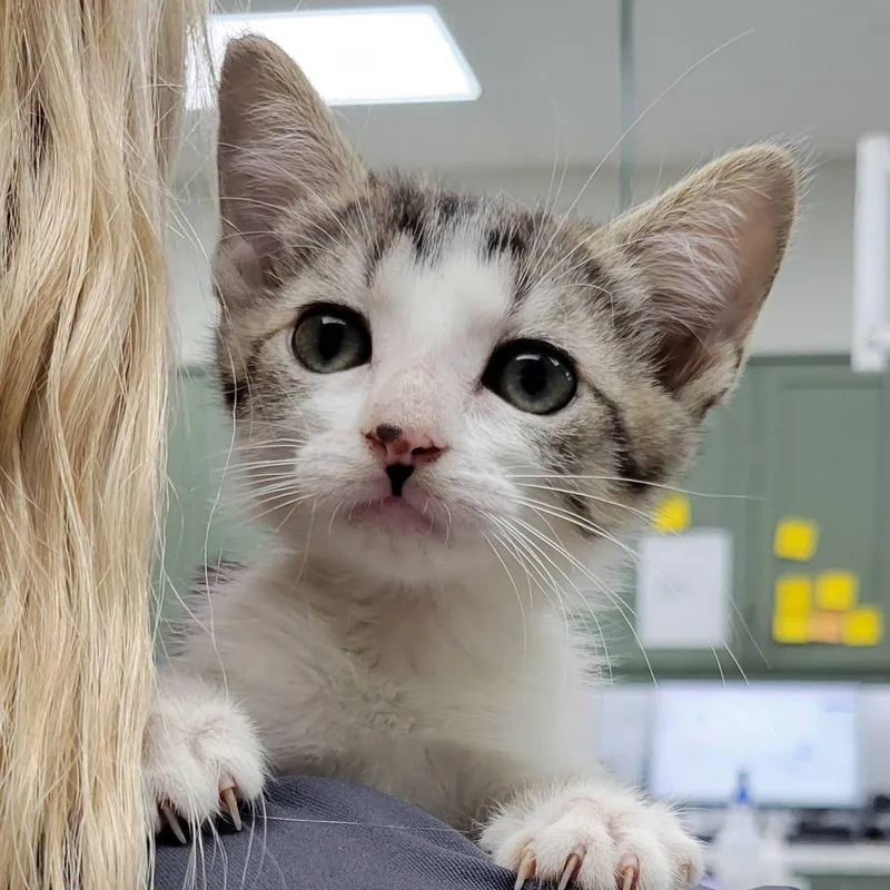 A baby medium-sized female Tabby (Brown / Chocolate) Domestic Short Hair cat named Bellini for adoption in Mazon, IL