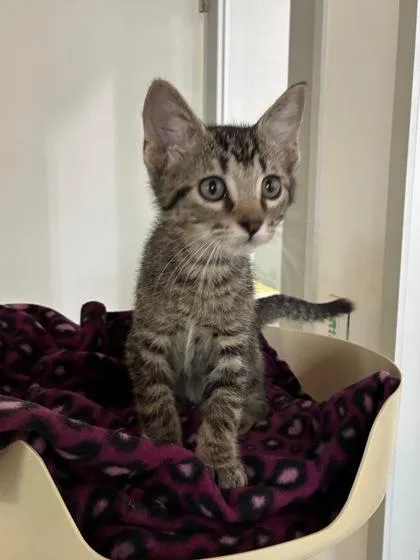 A baby small-sized male Domestic Short Hair cat named Grumpy for adoption in New Orleans, LA