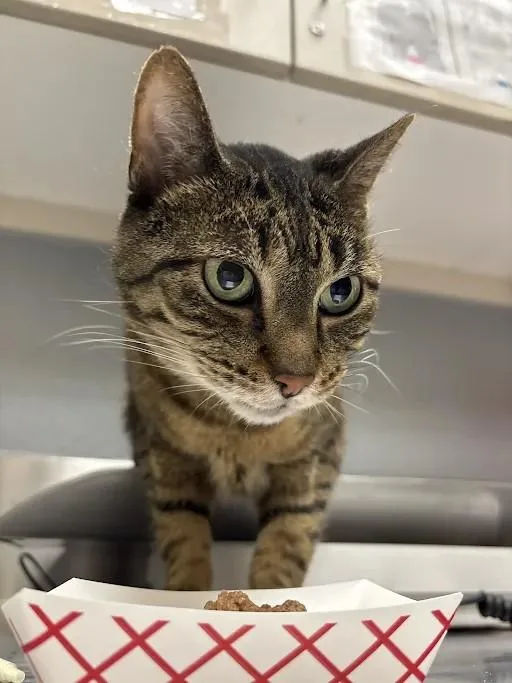 An adult large-sized female Domestic Short Hair cat named Lily for adoption in Las Vegas, NV