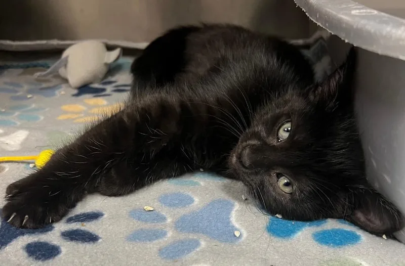 A baby medium-sized female Domestic Short Hair cat named Monster High Frankie for adoption in Greeneville, TN