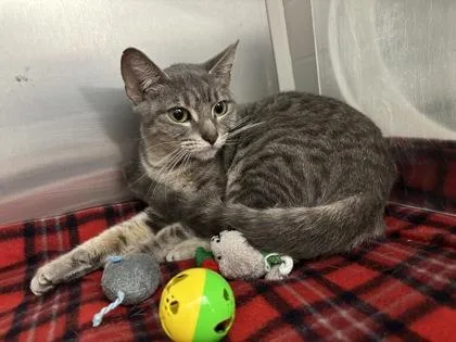 An adult medium-sized female Domestic Short Hair cat named Beetlejuice for adoption in New Orleans, LA