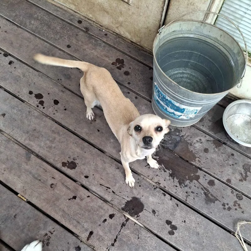A young small-sized female Yellow / Tan / Blond / Fawn Chihuahua dog named Lily for adoption in Houston, TX