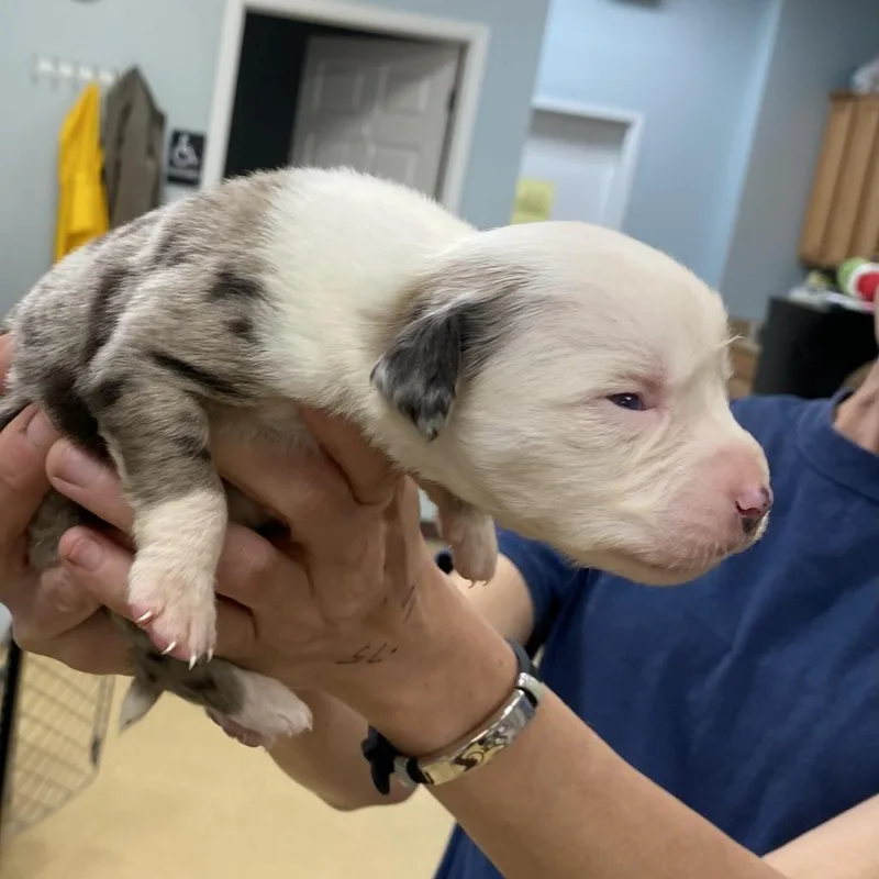 A baby medium-sized female White / Cream Catahoula Leopard Dog dog named Peggy for adoption in Greensboro, GA