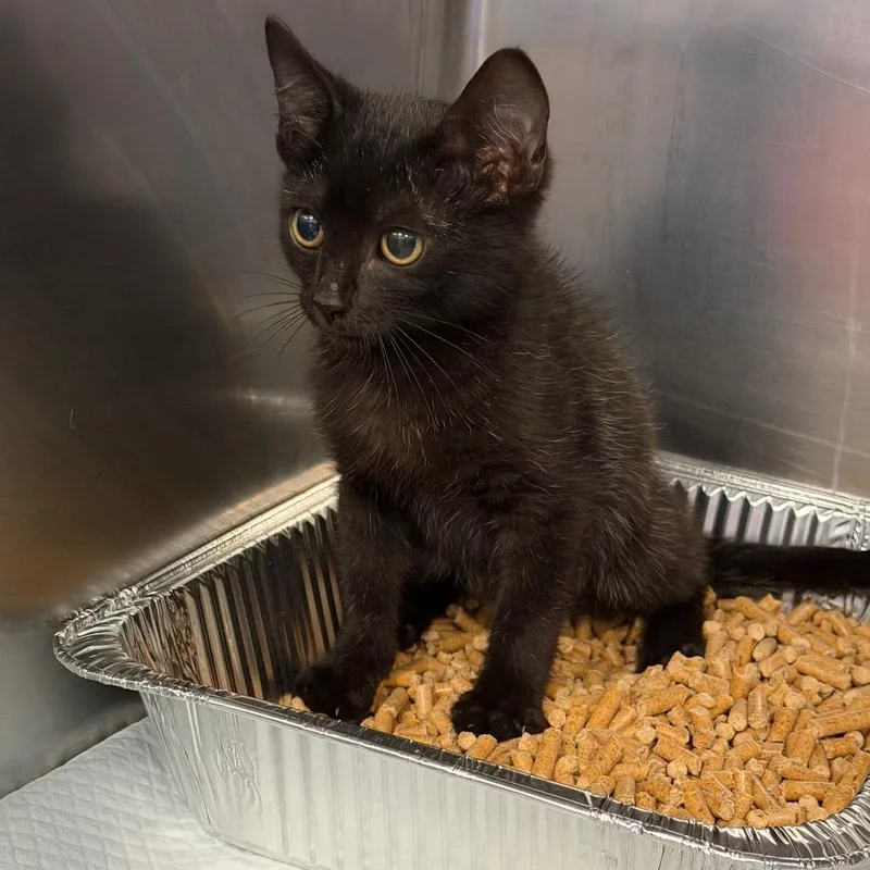 A baby small-sized male Black Domestic Short Hair cat named Paul for adoption in Greensboro, NC