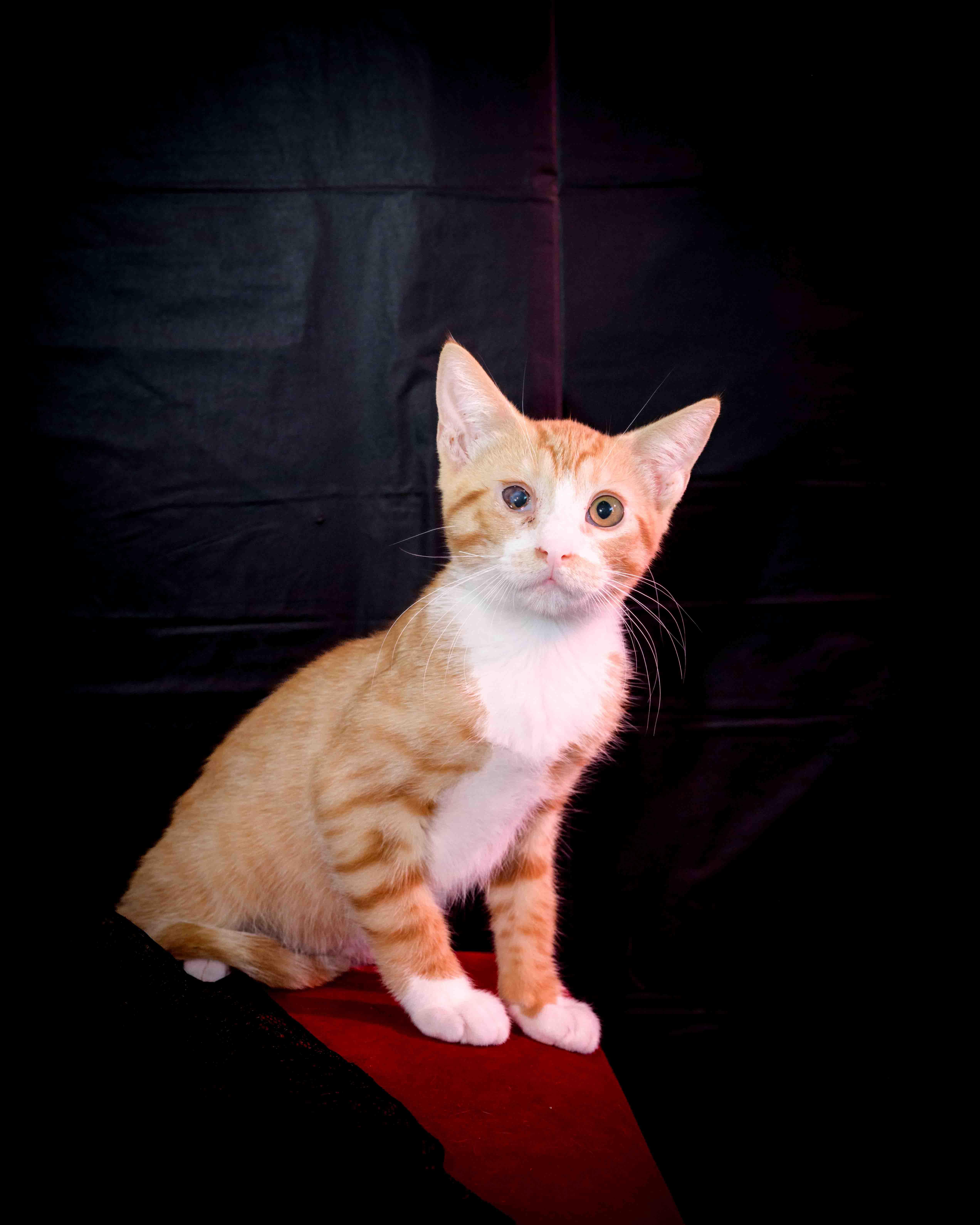 A baby medium-sized male Orange / Red Domestic Short Hair cat named Ron for adoption in Jefferson, LA