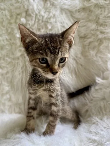 A baby medium-sized female Domestic Short Hair cat named Dusty for adoption in Picayune, MS