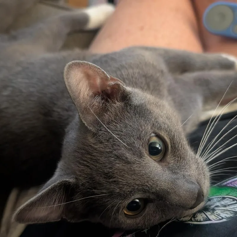 A baby small-sized male Gray / Blue / Silver Domestic Short Hair cat named Kayce for adoption in Brea, CA
