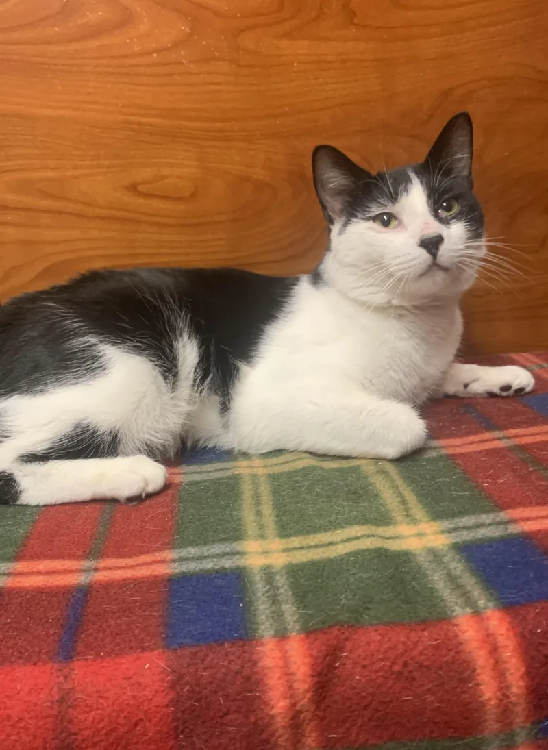 A young medium-sized male Black Domestic Short Hair cat named Chipper for adoption in Port Jefferson Station, NY