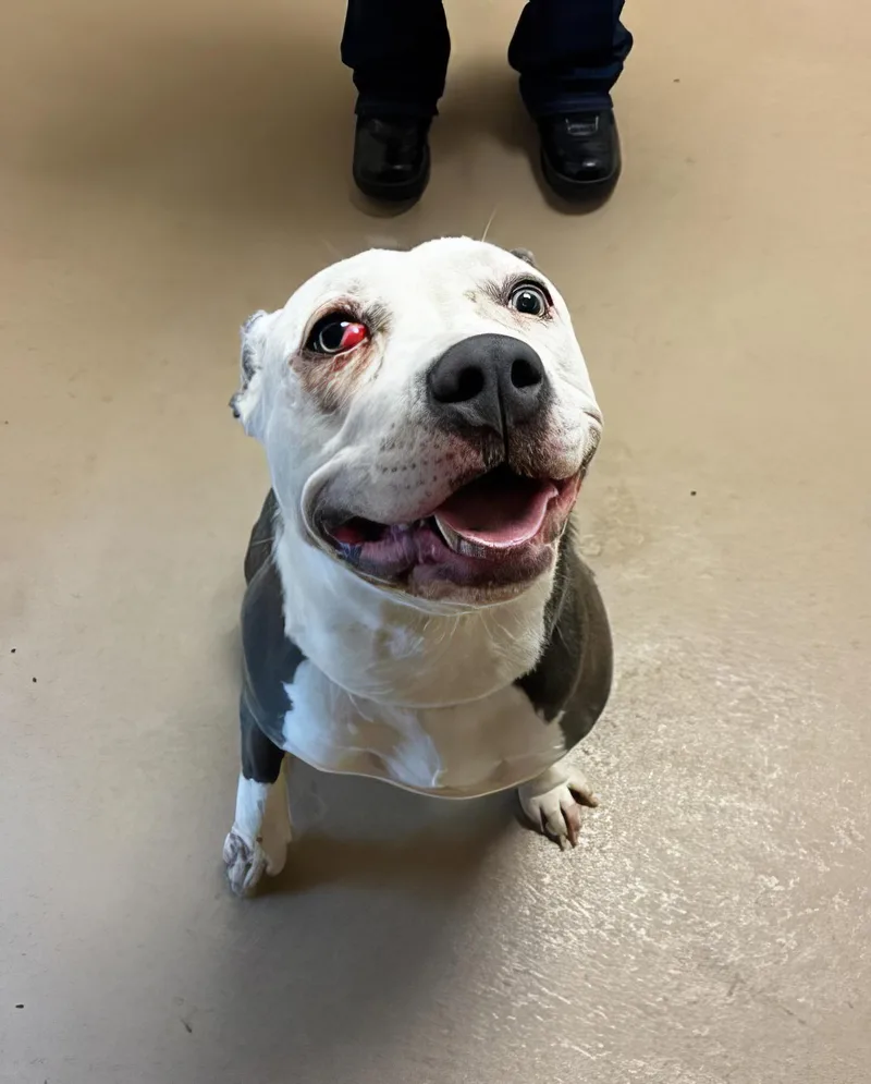An adult medium-sized female Gray / Blue / Silver Mixed Breed dog named Poppi for adoption in Nashville, TN