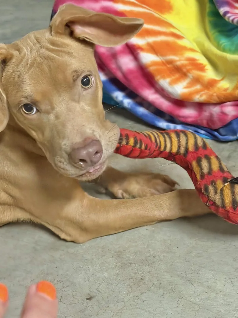 A baby medium-sized male Labrador Retriever dog named Shawn for adoption in Manchester, CT