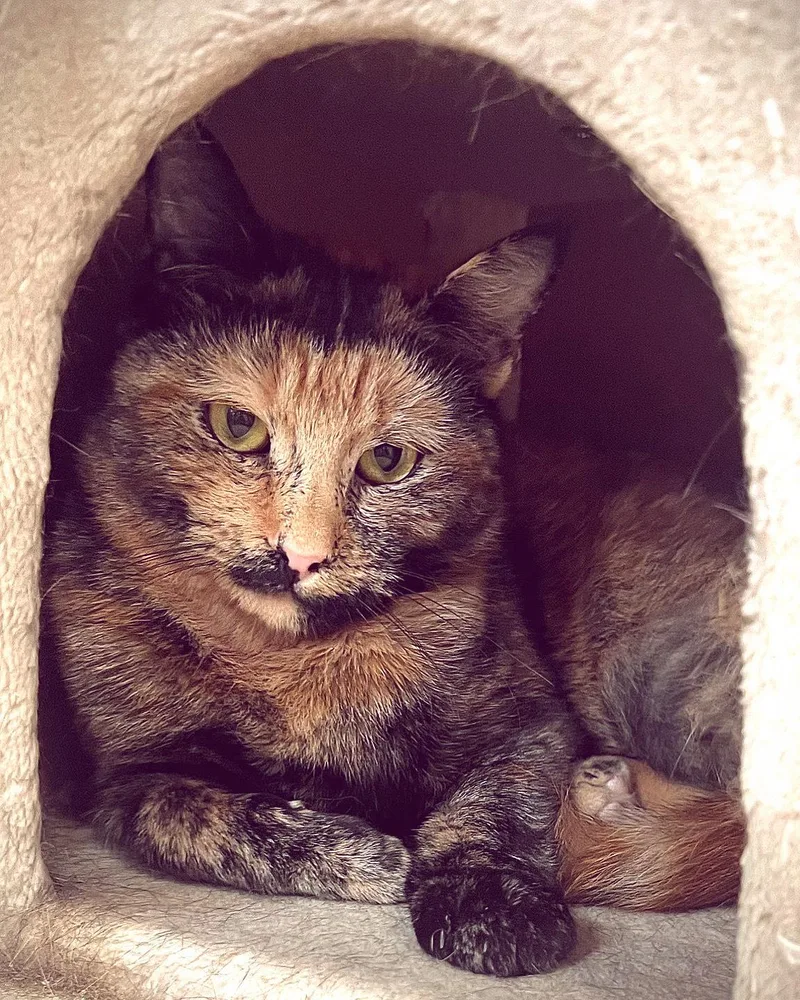 A young medium-sized female Calico Domestic Short Hair cat named Tortie for adoption in Waltham, MA