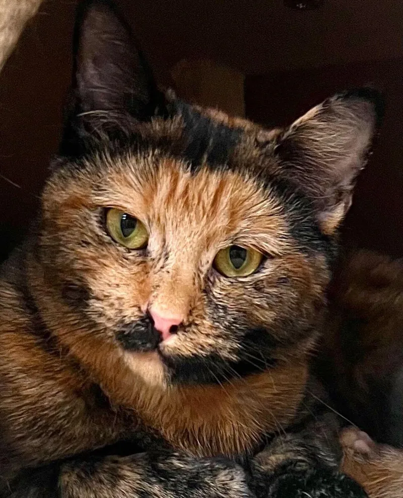 Tortie thumbnail 2