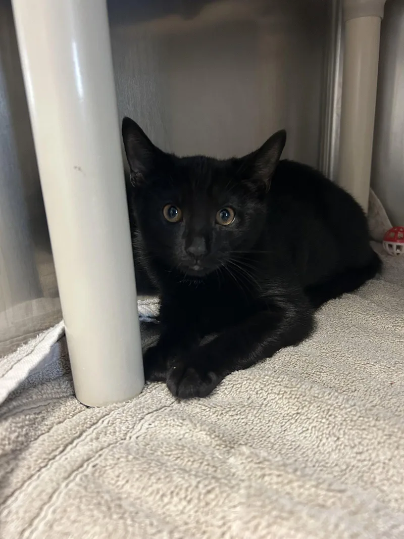 A baby medium-sized male Black Domestic Short Hair cat named Pierogi for adoption in Lancaster, PA