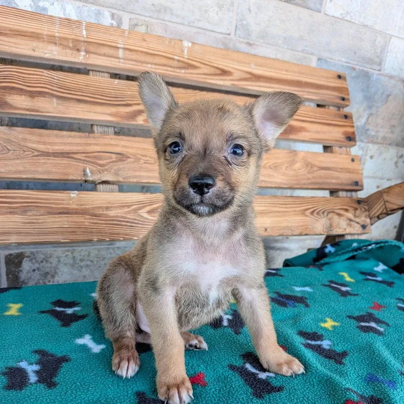 A baby small-sized male Chihuahua dog named Delaware for adoption in Chico, CA