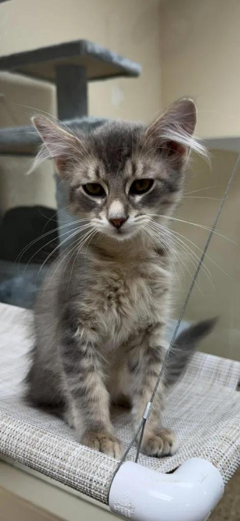 A baby small-sized male Domestic Short Hair cat named Marble for adoption in Pratt, KS