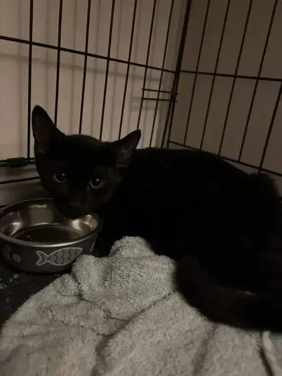 A baby small-sized female Black Domestic Short Hair cat named Kellye for adoption in Grand Rapids, MI