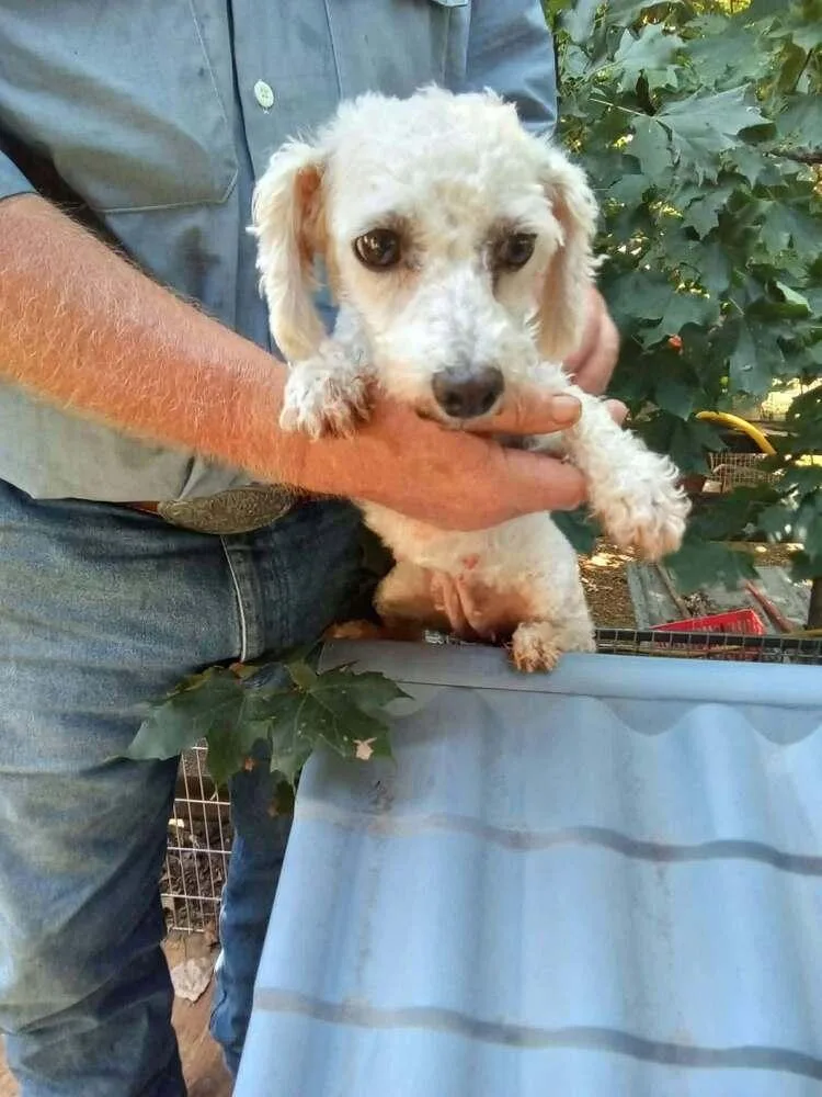 An adult small-sized female White / Cream Bichon Frise dog named Autumn Tribeca for adoption in Waunakee, WI