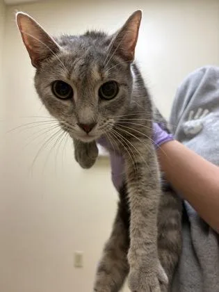 An adult small-sized female Domestic Short Hair cat named Morgause for adoption in West Chester, PA