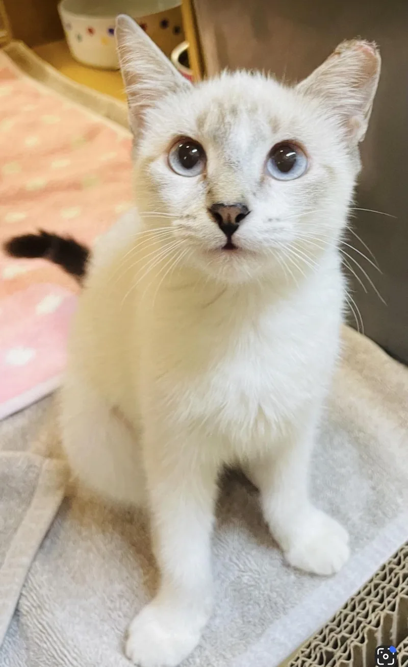 A baby medium-sized female White Domestic Short Hair cat named Guppy for adoption in Austin, TX