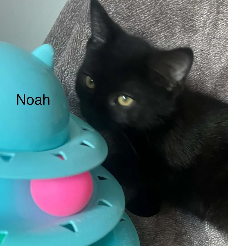 A baby medium-sized male Bombay cat named Noah for adoption in Wyandotte, MI
