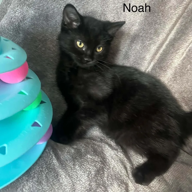 Noah thumbnail 2