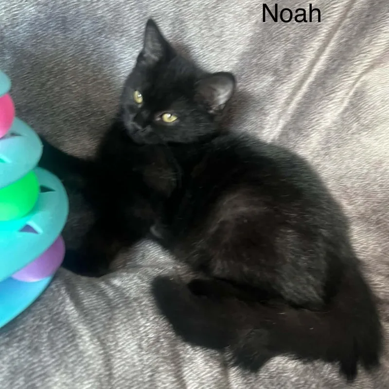 Noah thumbnail 4