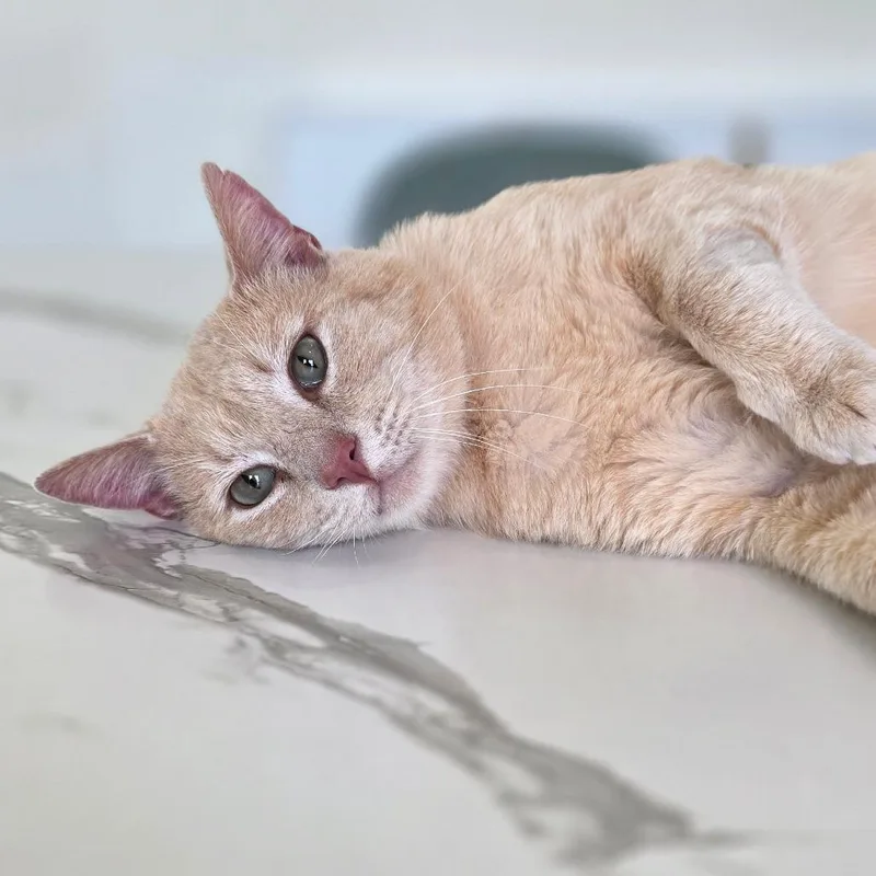 An adult large-sized male Buff / Tan / Fawn Domestic Short Hair cat named Felix for adoption in Chapel Hill, NC