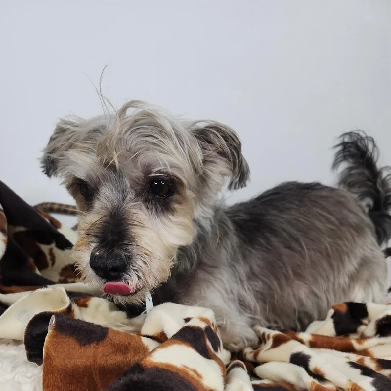 A senior small-sized male Yorkshire Terrier dog named Luke for adoption in Fort Wayne, IN