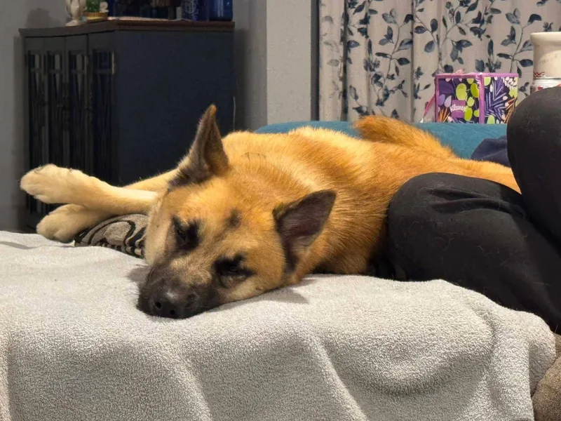 A young large-sized male Yellow / Tan / Blond / Fawn German Shepherd Dog dog named Zane for adoption in New Rochelle, NY