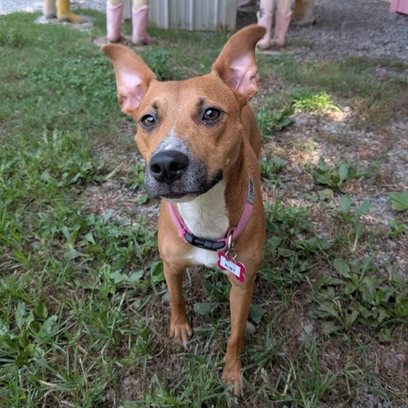 An adult medium-sized female Brown / Chocolate Hound dog named Ruby for adoption in Wake Forest, NC