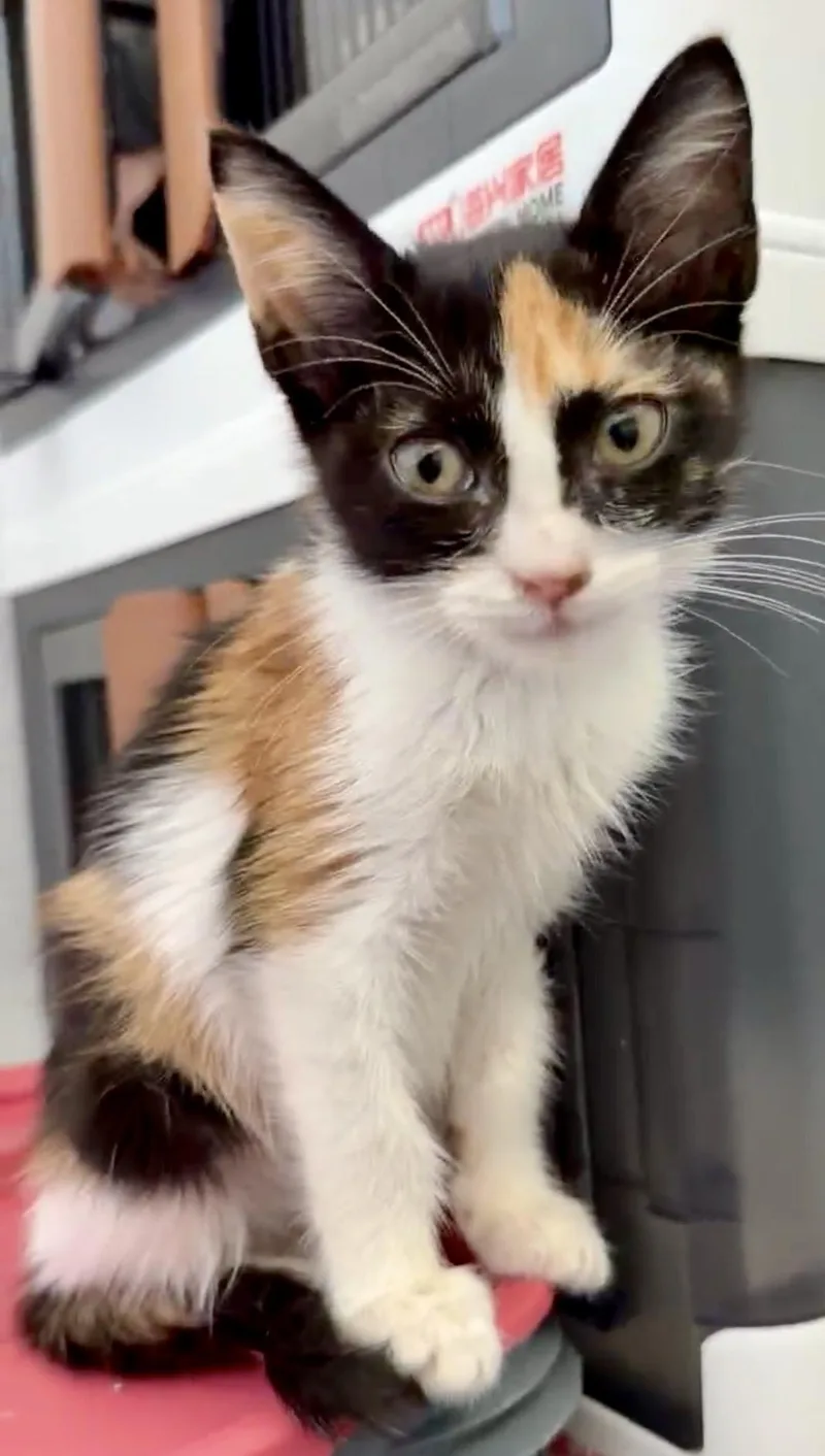 A baby small-sized female Calico cat named Stevie for adoption in Houston, TX