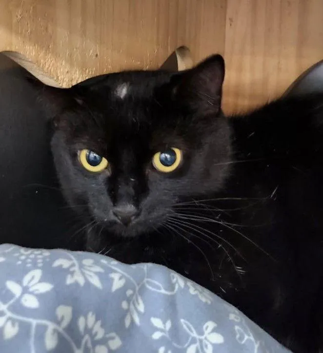 Dot  Petsmart Plantation