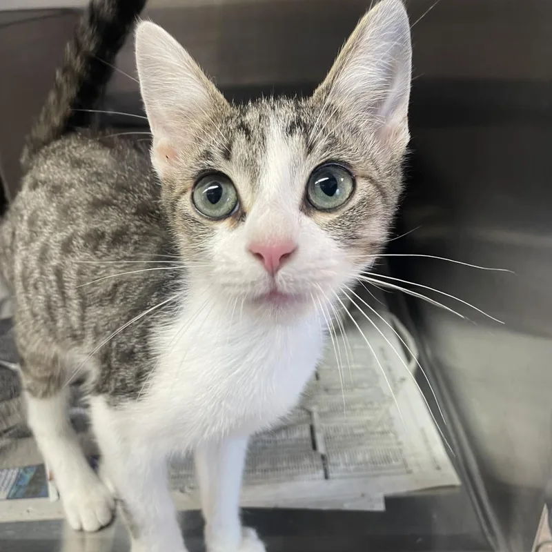 A baby small-sized male Gray / Blue / Silver Domestic Short Hair cat named Yin for adoption in Philadelphia, PA