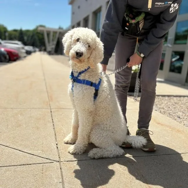 A young medium-sized male Poodle dog named Bronx for adoption in Boston, MA
